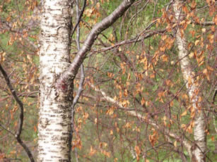autumn birches