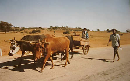 oxcart