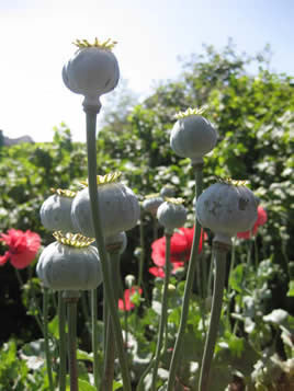 poppies