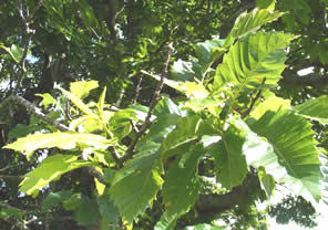 big leaves
