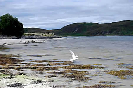 arisaig gull