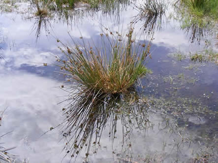 reeds in water