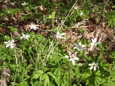 non hostile universe