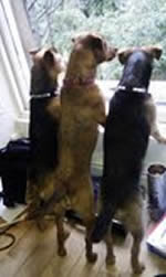 respectful relations