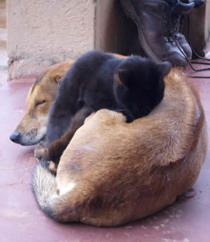 cat and dog kindness