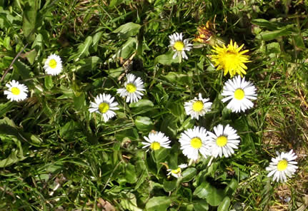 daisies in sunny garden