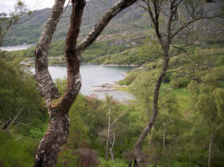 glimpsing loch thru trees