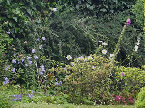 happy aberdour flowers