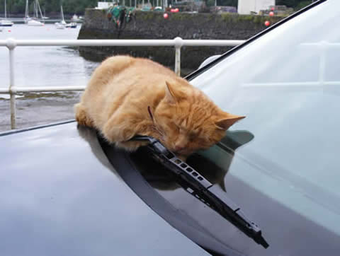 tobermory puss