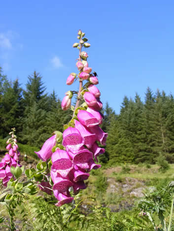 foxglove growing time