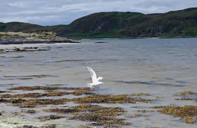 gull and sea