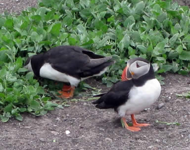 puffins