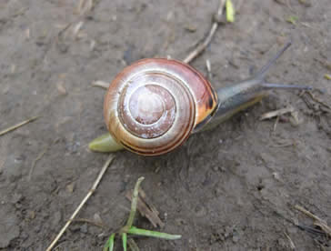 snail close up