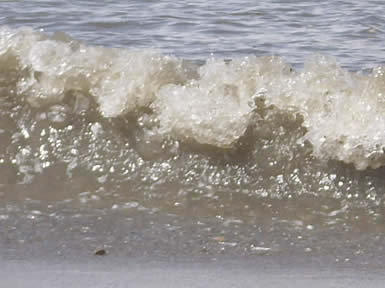 frothy wave