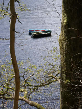 boats through trees