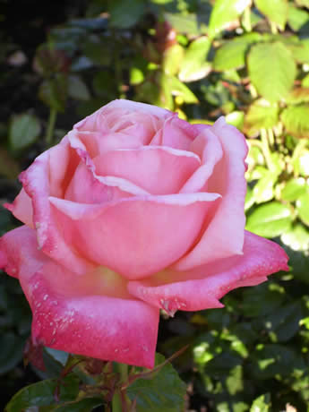 a pink, pink rose