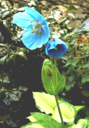 blue poppy