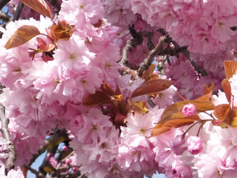 cherry blossom close up