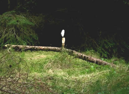 white feather in dark wood