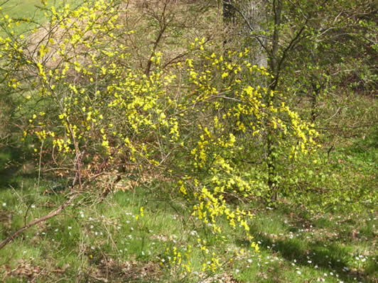 spring yellow