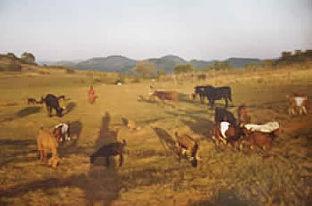 murinye cattle 85