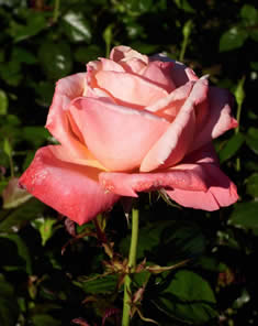 full pink rose
