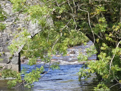 river with overhanging branches